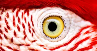 Bird Retina Survives on Glucose, Not Oxygen