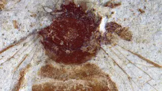 Ancient Japanese Honeybee Fossil Bridges Two-Million-Year Gap