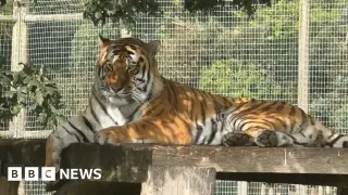 Fatal breach at Yorkshire Wildlife Park prompts safety probe as tiger Altai remains unharmed
