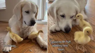 Whining Golden Retriever Reunites With Chick Friends in Adorable Meet-and-Greet