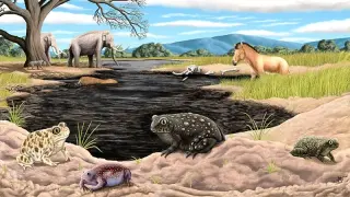 La Brea Tar Pits Uncover Spea labreae, a New Ice-Age Amphibian