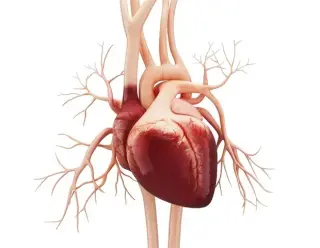 Mild Heart Dysfunction Linked to Hidden Brain Changes and Memory Loss