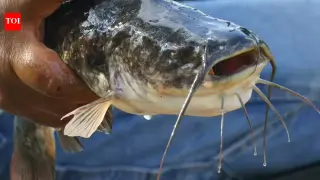 Freshwater cancer hops hosts: transmissible melanoma found in brown bullhead catfish
