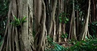 Meghalaya’s Living Root Bridges: A Century-Old Engineering Solution That Strengthens with Age