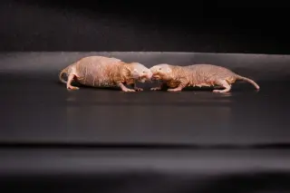 Cosmetic chemical IPM helps naked mole-rat queen suppress rivals and delay succession