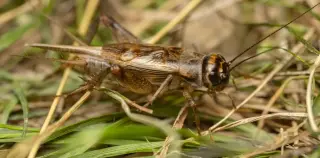 Crickets may feel pain, prompting welfare questions for billions farmed annually