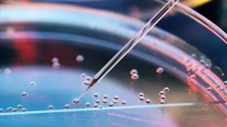 China Launches Space-Based Embryo Growth Experiment