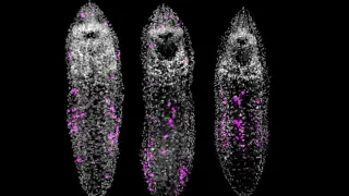 Overfed Tiny Flatworms Grow Chains of Cloned Heads