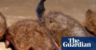 Ontario boy’s bat encounter ends in rabies death, prompting call for rapid exposure treatment