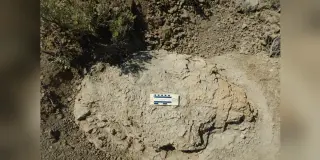 First Adult T. rex Trackway Found in North Dakota Badlands