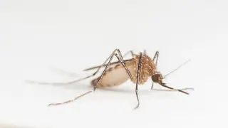 North Carolina Confirms Two West Nile Deaths as Prolonged Warmth Extends Mosquito Season