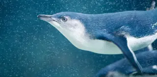 Australia’s wild penguin vaccination drive targets bird flu in thousands of penguins