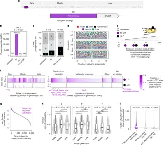 Phage T7 kinase triggers genome-wide phosphorylation to disable bacterial defenses