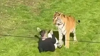 Fatal Tiger Attack at Yorkshire Wildlife Park Prompts Weekend Closure