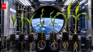 Corn Seeds in Space Lose Their Directional Hint Without Gravity