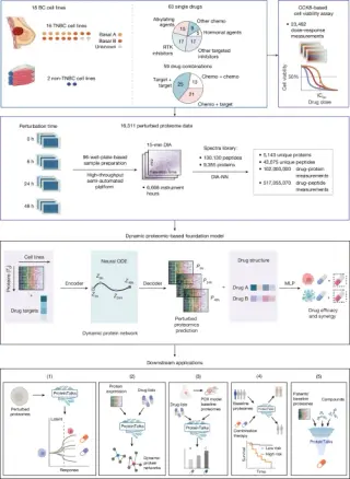 ProteinTalks: AI-powered virtual cell model predicts drug responses from perturbation proteomics