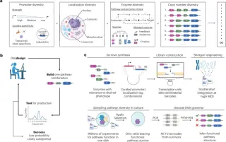 Shotgun genetic engineering enables high-throughput metabolic design in mammalian cells