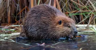 Rabies-positive beaver prompts public warnings after New Jersey attack