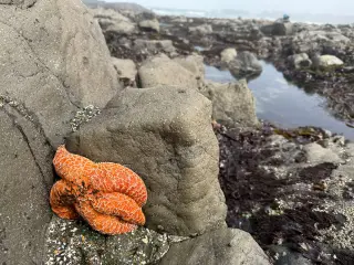 West Coast Sea Stars Stage a Surprising Rebound After Die-Off