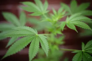 Adult cannabis use may accelerate onset of psychosis, review suggests