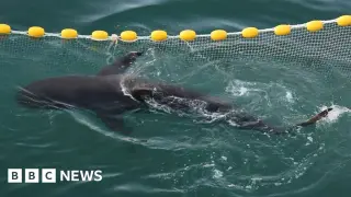Bukangi finally swims free after months of failed rescue attempts in Busan