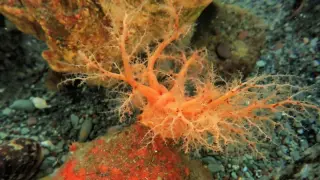 Sea cucumber tissue fragments defy death, hinting at true immortality