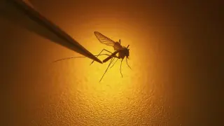 Massachusetts reports second West Nile virus case as risk rises in multiple Boston-area towns
