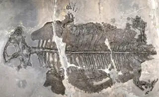 Fossil Discovery Identifies First Fully Marine Amphibian in 237 Million Years
