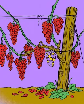California Wine Industry Collapses as Demand Plummets