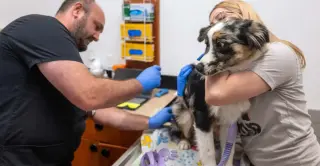 Private Equity Consolidation Drives Up U.S. Veterinary Costs