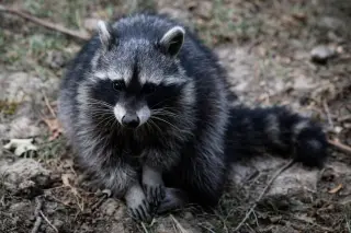 Rabies vaccine costs hundreds after 91-year-old fends off raccoon in Rhode Island