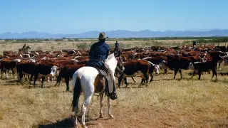 Trump’s beef-import gambit spooks ranchers as U.S. herd sinks to 75-year low