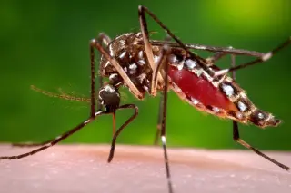 Florida's dengue surge hits record highs, triggering emergency declarations