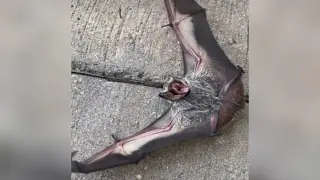 Rescuers Save Injured Bat Named Nibbles After Online Call for Euthanasia