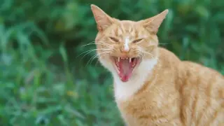 Rabid stray cat injures five in Florida, targets puppy, then dies under a residence