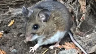 Indoor mice exposure linked to hantavirus case in Chelan County