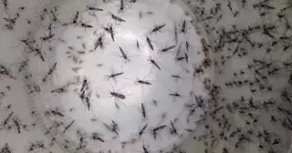 Bay Area Dengue Cases Jump to 65 as Florida Intensifies Mosquito Control