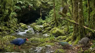 Million-Year Time Capsule in NZ Reveals Lost Birds Before Humans