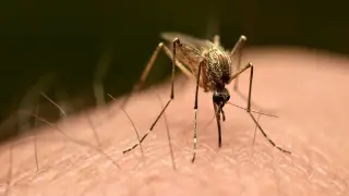 Florida braces for dengue surge as locally acquired cases rise across the state