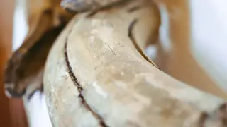 Whale Bones Mistaken for Mammoths: Alaska Find Rewritten
