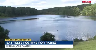 Raleigh Bat Rescue at Shelley Lake Tests Positive for Rabies