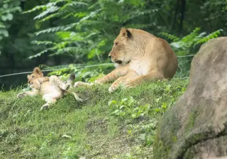 Pittsburgh Zoo unveils Kiazi, its new lion cub