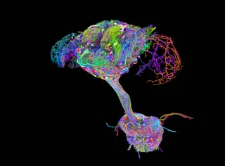 Fruit Fly Connectome Reveals Distributed Brain-Body Control of Movement