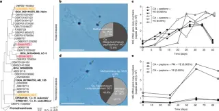 New Archaea Strains Reveal Eukaryote Ancestors Lacked Complex Internal Structures