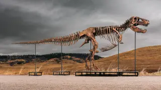 Gus the T. rex fetches $50.1M, setting fossil sale record at Sotheby's
