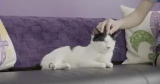 New Orleans cat lounge closes temporarily after ringworm outbreak among cats