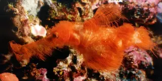 Diver Unmasks Hairy Orange Reef Fish, Solves 20-Year Mystery