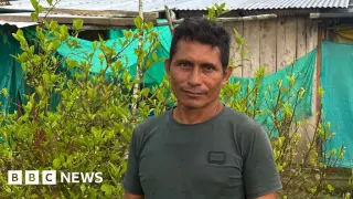 Colombia’s quest to quit coca stalls as aid gaps hamper farmers