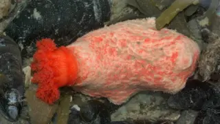 Severed Sea Cucumber Tissues Survive for Years, Redefining Cellular Immortality