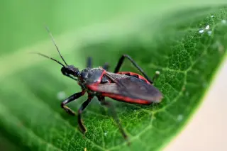 CDC warns kissing bugs and Chagas disease are now endemic in the U.S., with long-hidden heart risk